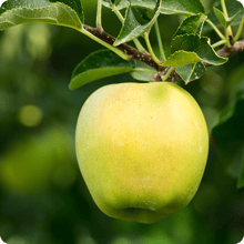 fruit-trees-in-utah-apples-yellow-delicious