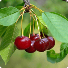 fruit-trees-in-utah-cherries-bing