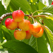 fruit-trees-in-utah-cherries-rainier