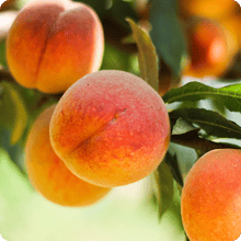 fruit-trees-in-utah-peaches-contender