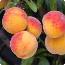 fruit-trees-in-utah-peaches-early-elberta