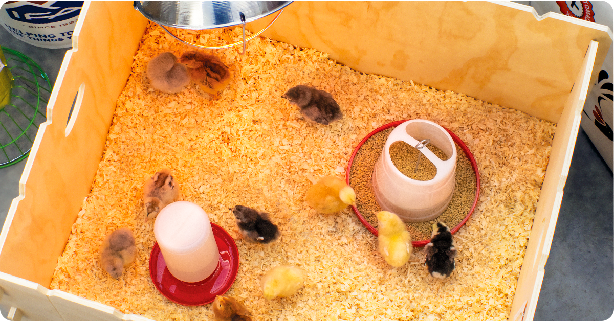 getting-started-chickens-img3