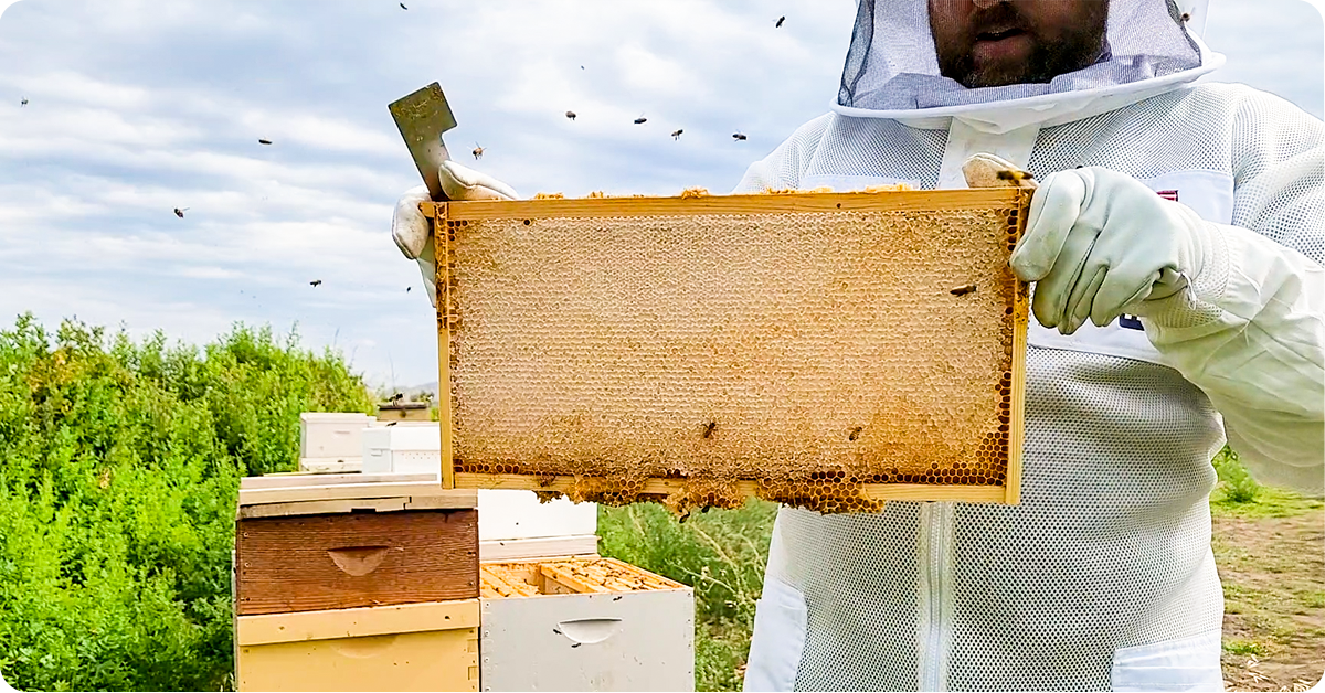 How To Harvest Honey From Your Beehive | IFA's Helping To Grow Blog