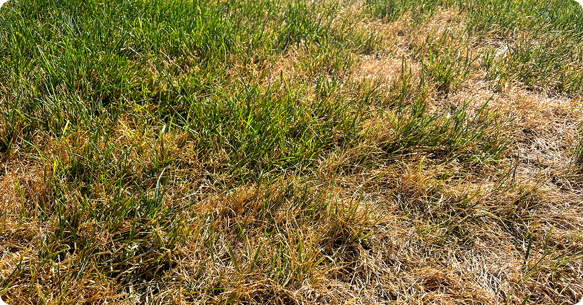 how-to-fix-a-yellow-patchy-lawn-img6