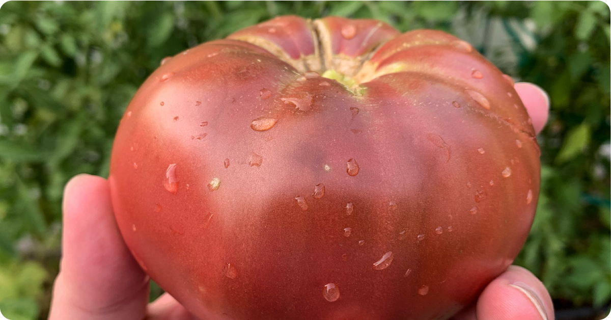 how-to-grow-big-tomatoes_img2