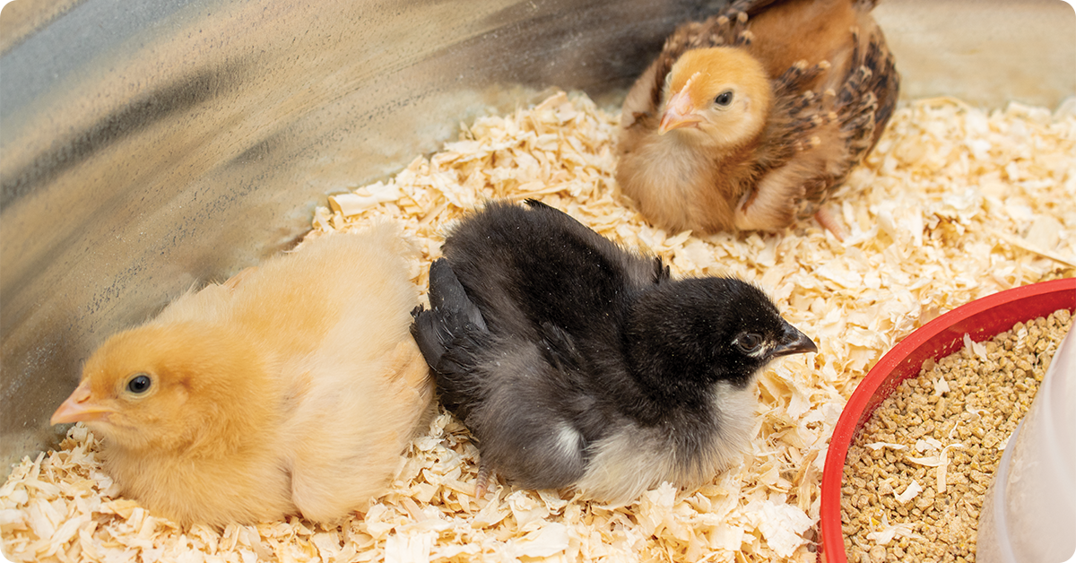 100 Years of Growing Healthy Chickens IFA's Helping to Grow Blog