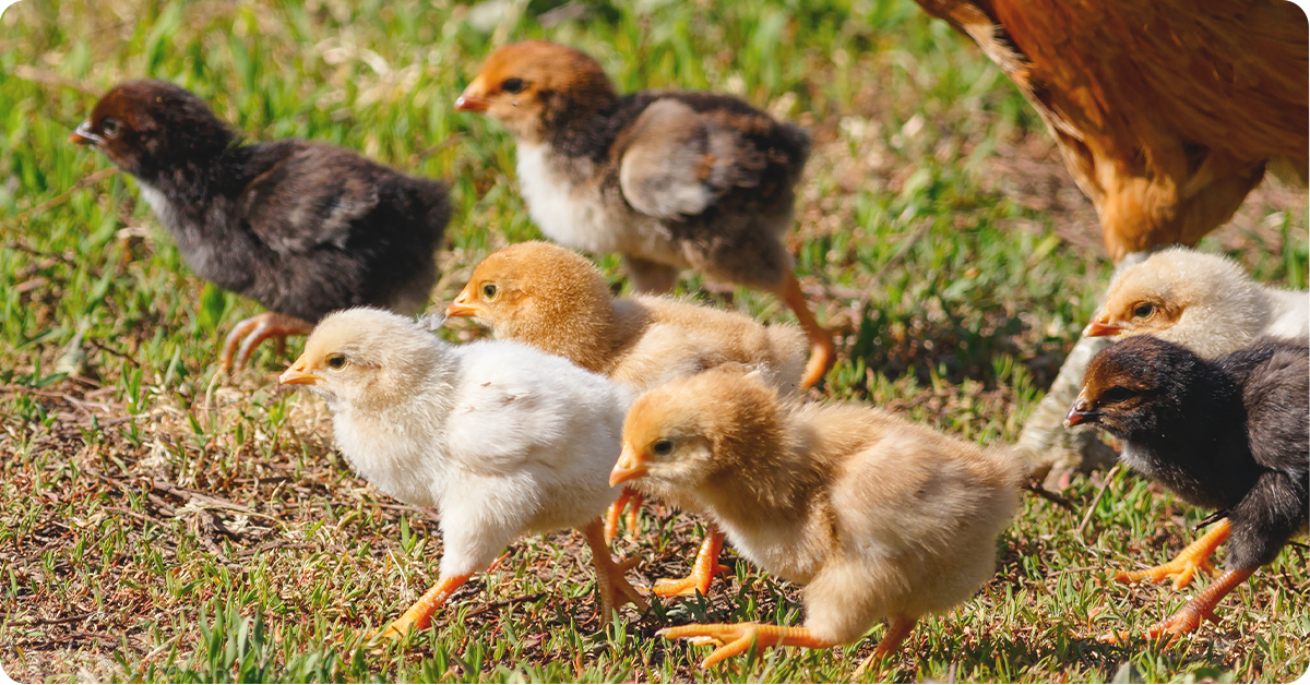 How to Introduce New Chicks to Your Flock IFA's Helping to Grow Blog