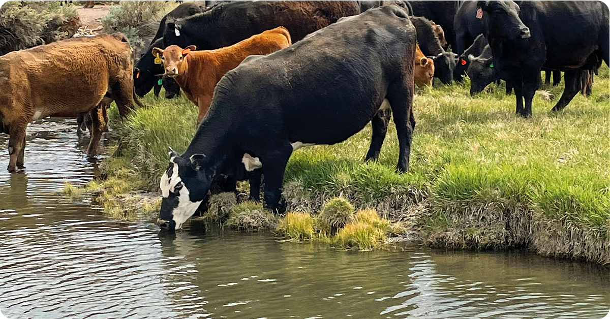 livestock-water-systems-webimg2b