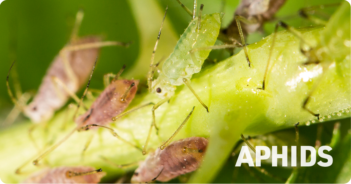 managing-crop-insects-aphids-img1b