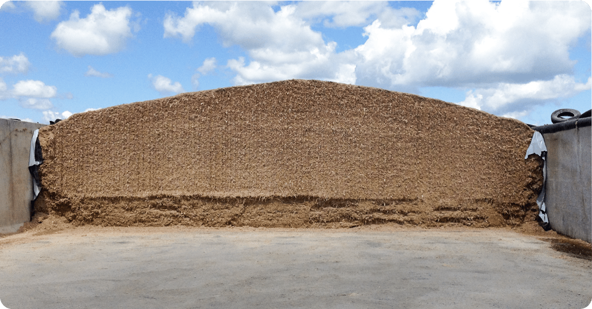 A large silage pile between two cement walls.