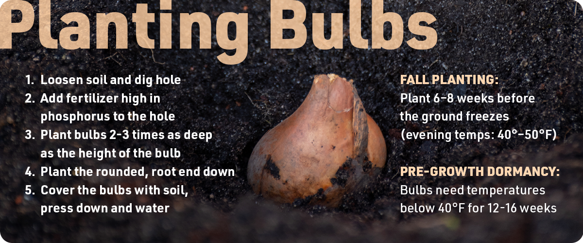 planting-bulbs-info