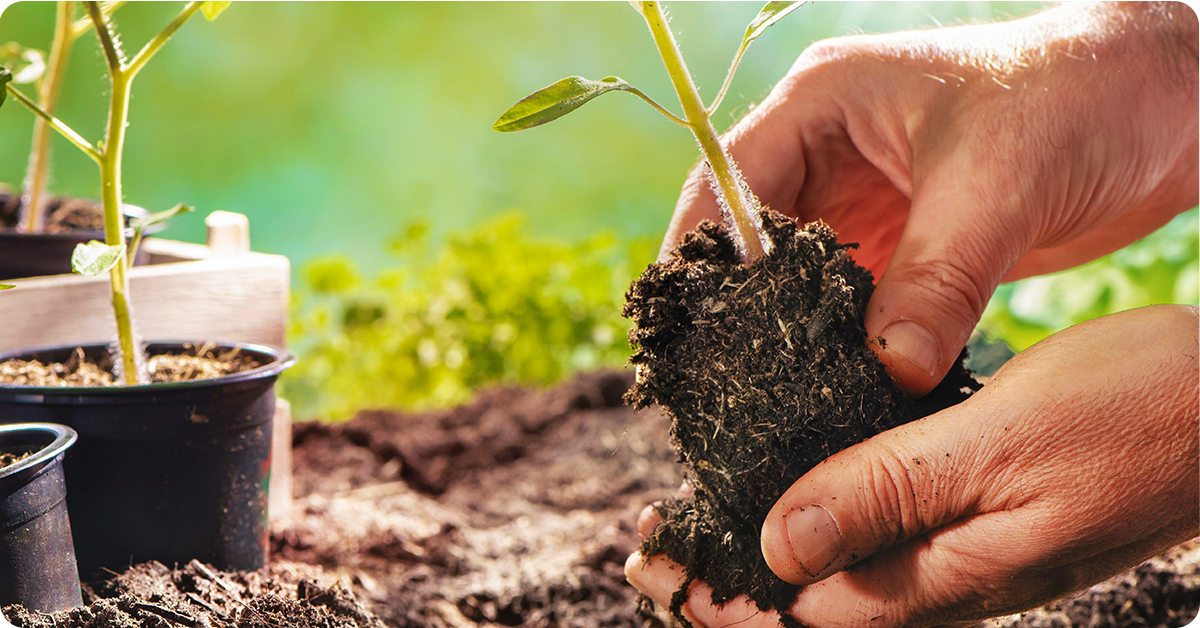 planting-tomatoes-img2b