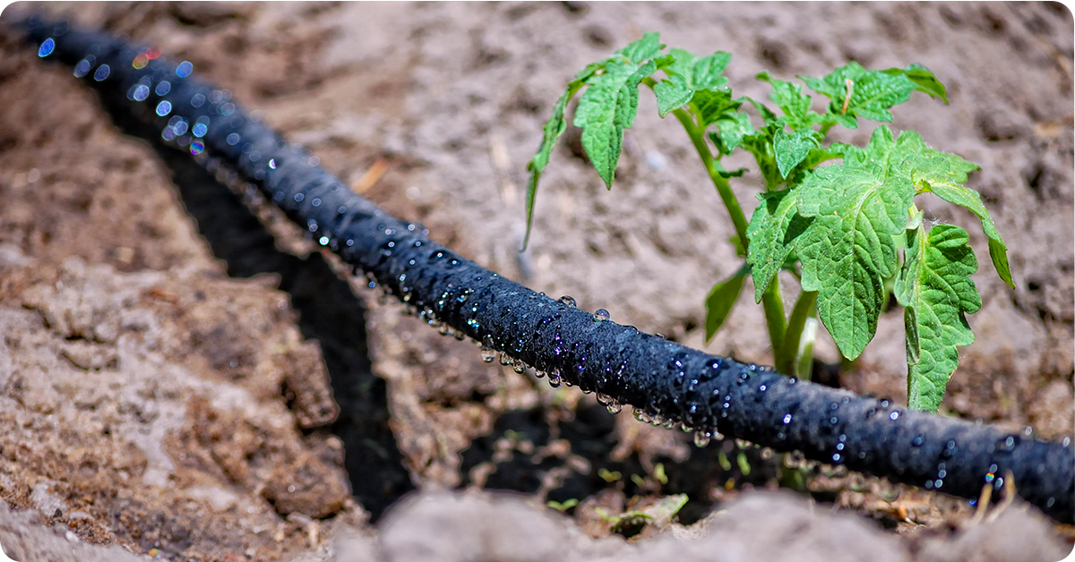 planting-tomatoes-img7b