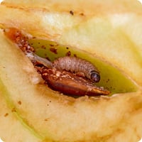 pome-fruit-codling-moth-larvae