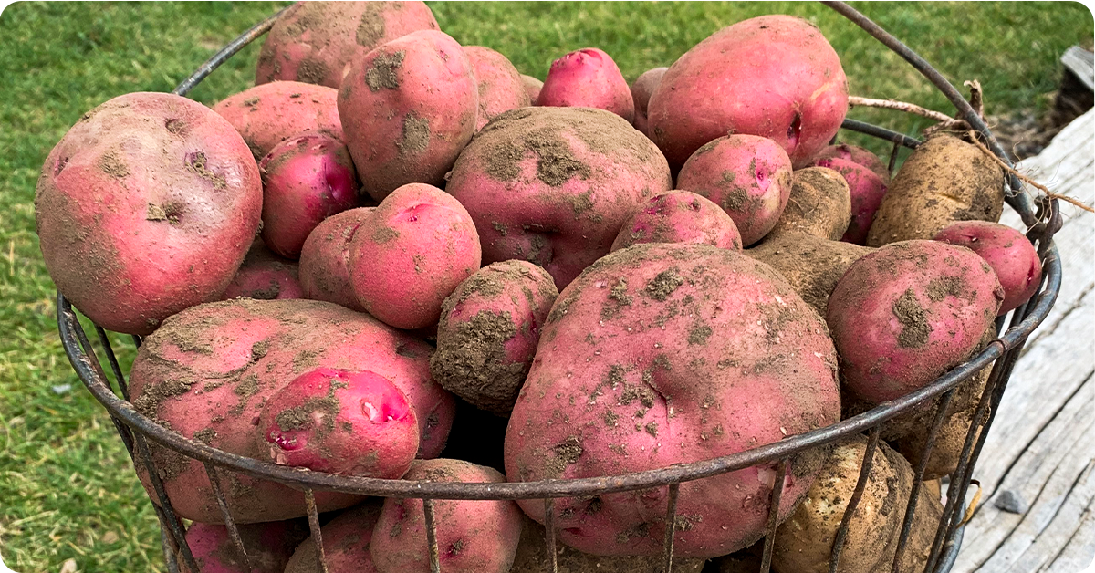 potato-growing-guide-img3b