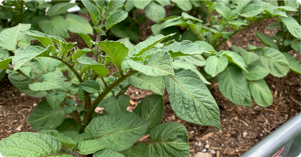 Growing Guide To A Plentiful Potato Harvest | IFA's Blog