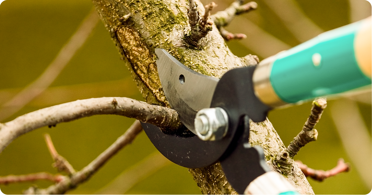 pruning-fruit-trees-article-img1