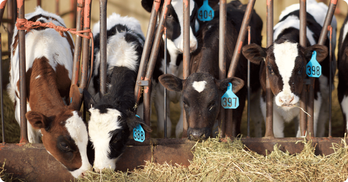 Five dairy calves eating hay.