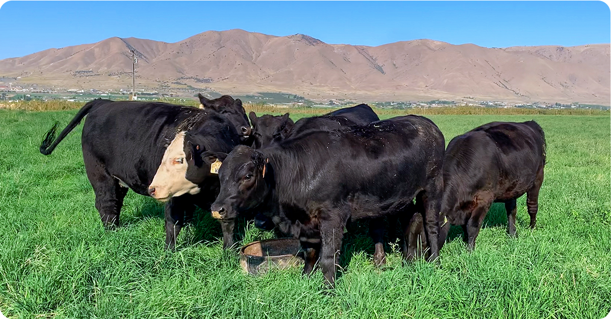 Raising Grass-Fed Beef | IFA's Helping to Grow Blog