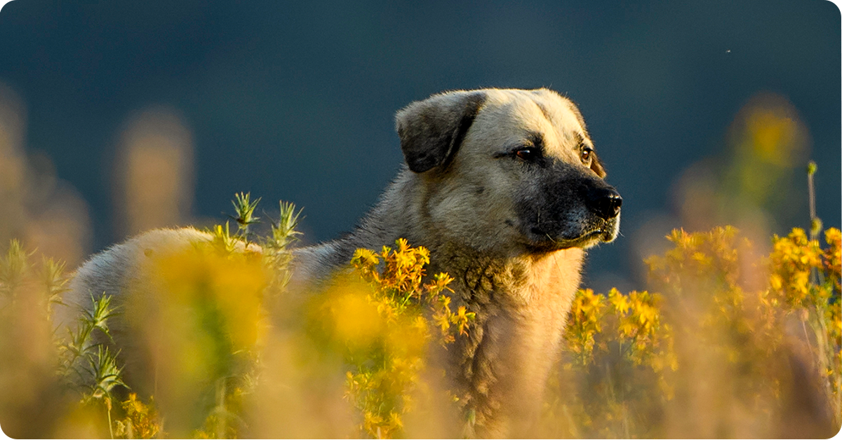 ranch-dog-anatolian-shepherd-img1a