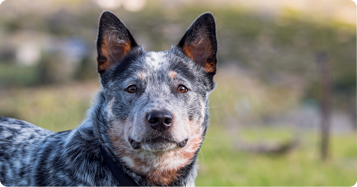 The 14 Best Farm Dog Breeds | IFA's Helping to Grow Blog