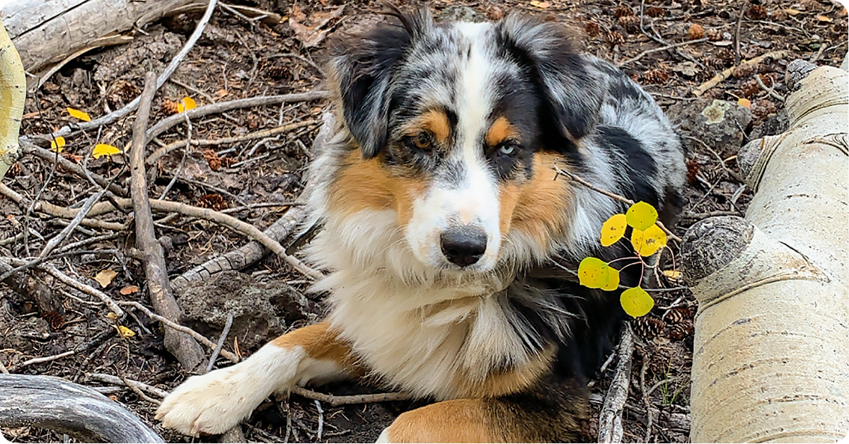 large breed farm dogs