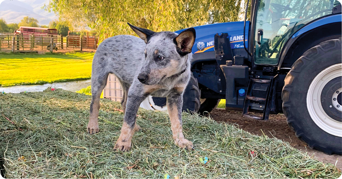 large breed farm dogs