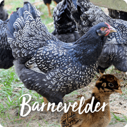 rare-chicken-breeds-barnevelder