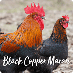 rare-chicken-breeds-black-copper-maran-2