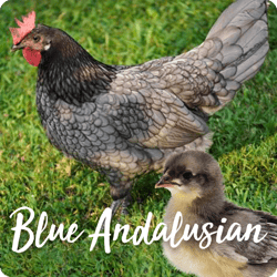 rare-chicken-breeds-blue-andalusian