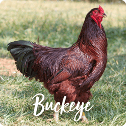 rare-chicken-breeds-buckeye