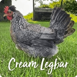 rare-chicken-breeds-cream-legbar