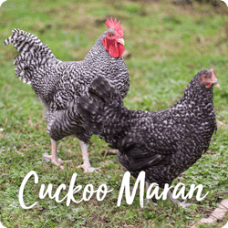 rare-chicken-breeds-cuckoo-maran