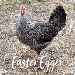 rare-chicken-breeds-easter-egger