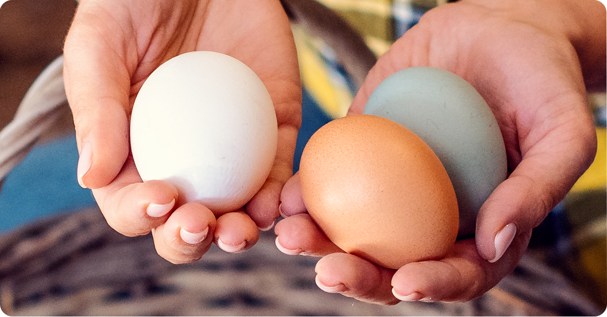 rare-chicken-breeds-egg-colors