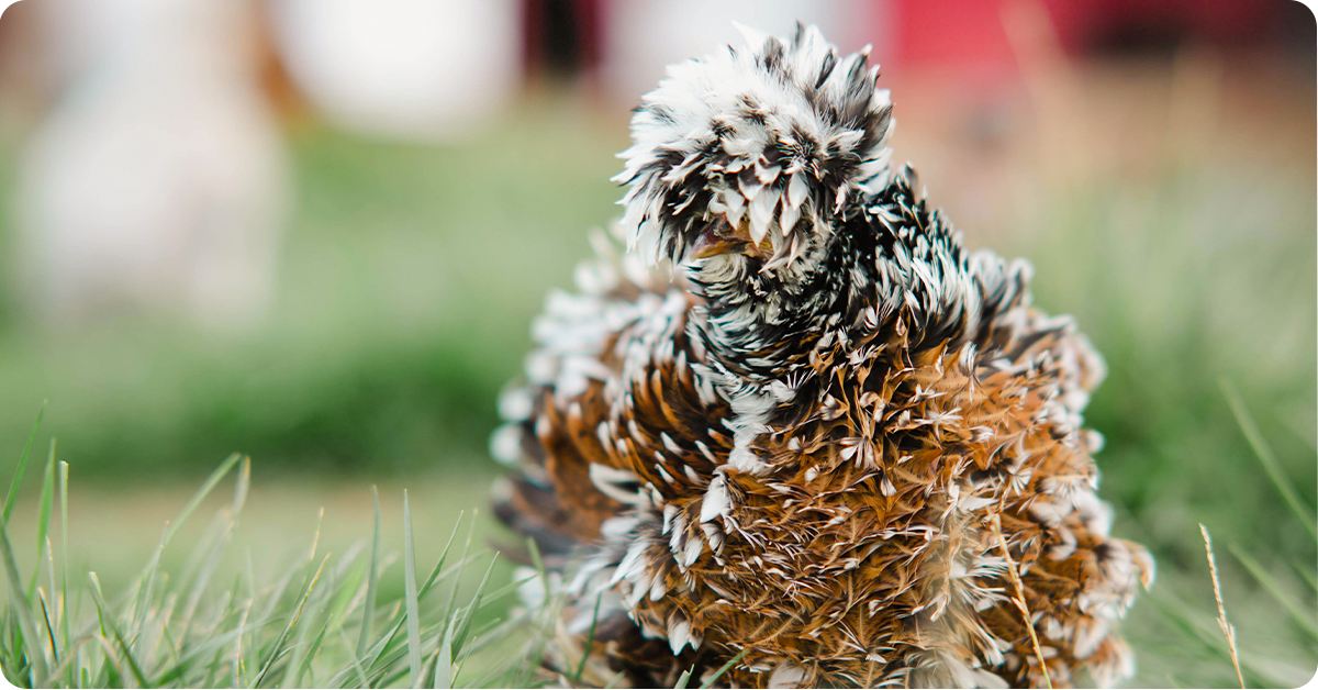 rare-chicken-breeds-for-your-flock-img4