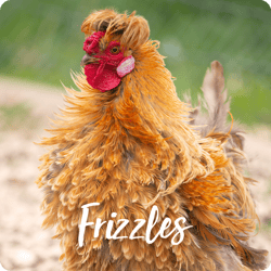 rare-chicken-breeds-frizzles