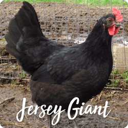 rare-chicken-breeds-jersey-giant