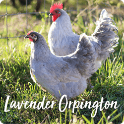 rare-chicken-breeds-lavender-orpington