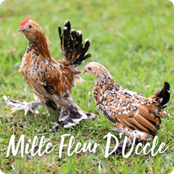 rare-chicken-breeds-mille-fleur-duccle