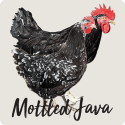 rare-chicken-breeds-mottled-java