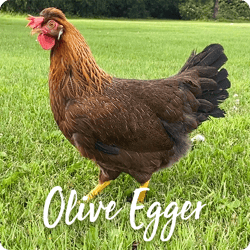 rare-chicken-breeds-olive-egger