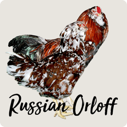 rare-chicken-breeds-russian-orloff