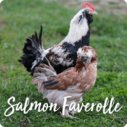 rare-chicken-breeds-salmon-faverolle