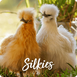 rare-chicken-breeds-silkies