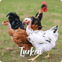 rare-chicken-breeds-turken