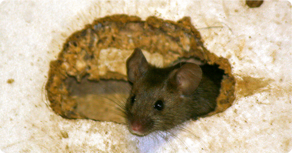 Kaput Rat & Mouse Bait kill rats, mice, and voles.