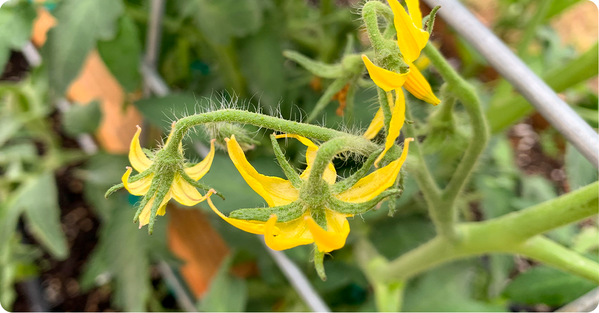 tomato blossoms