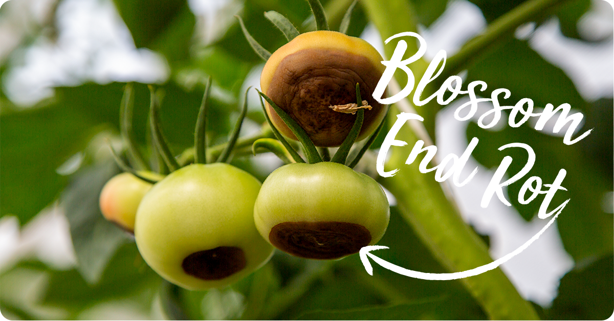 tomato blossom end rot