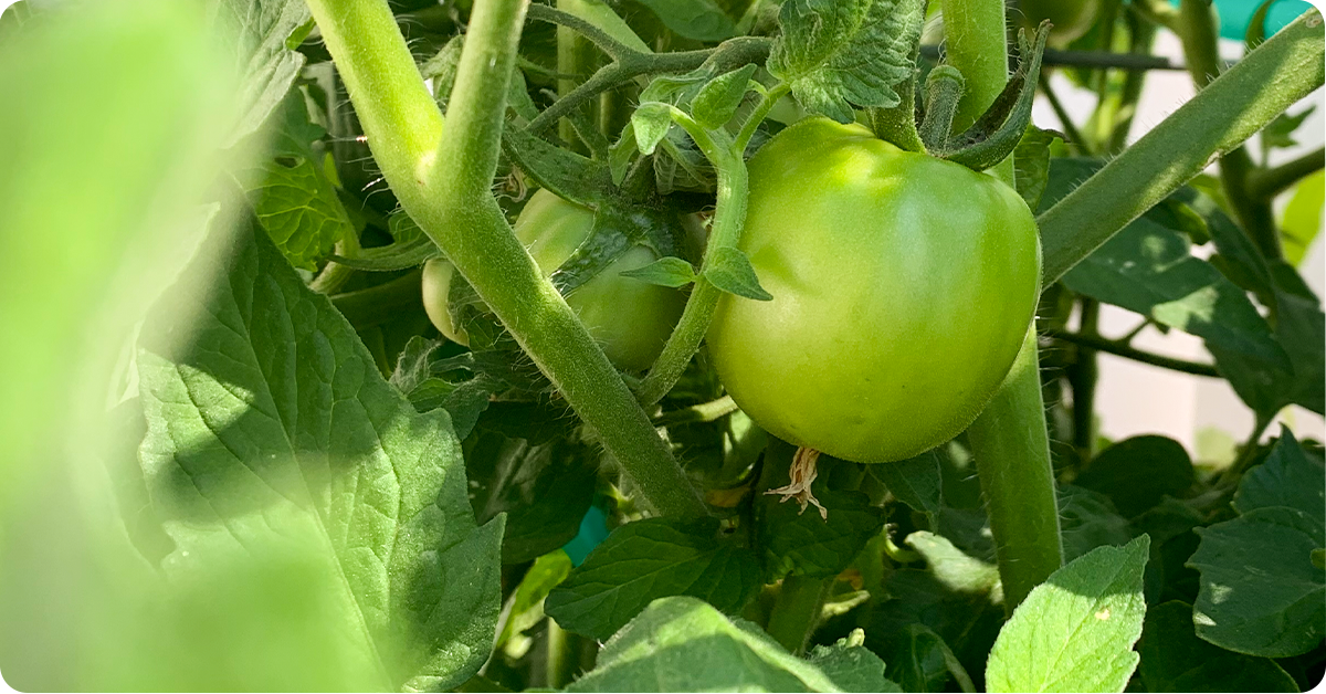 green tomato